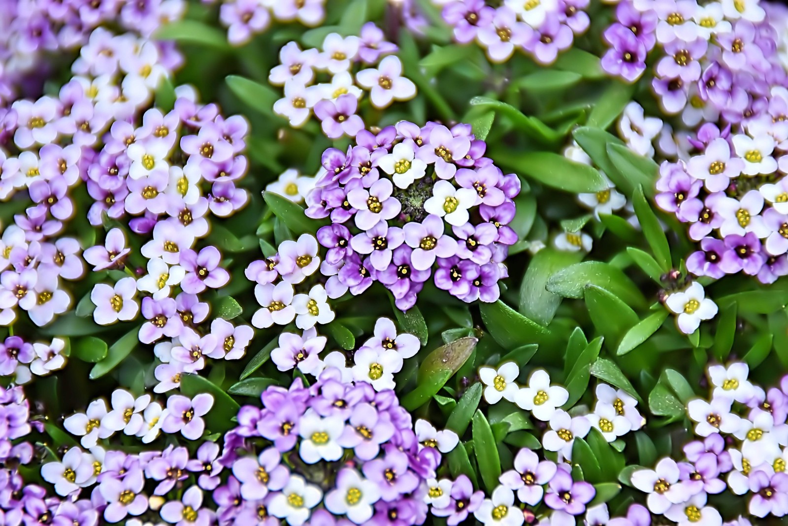 500 Sweet ALYSSUM PASTEL CARPET MIX Lobularia Maritima Flower Seeds *Comb S/H