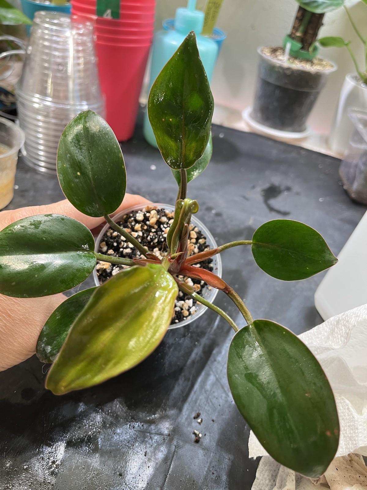 Philodendron Red Congo In 3” Pot