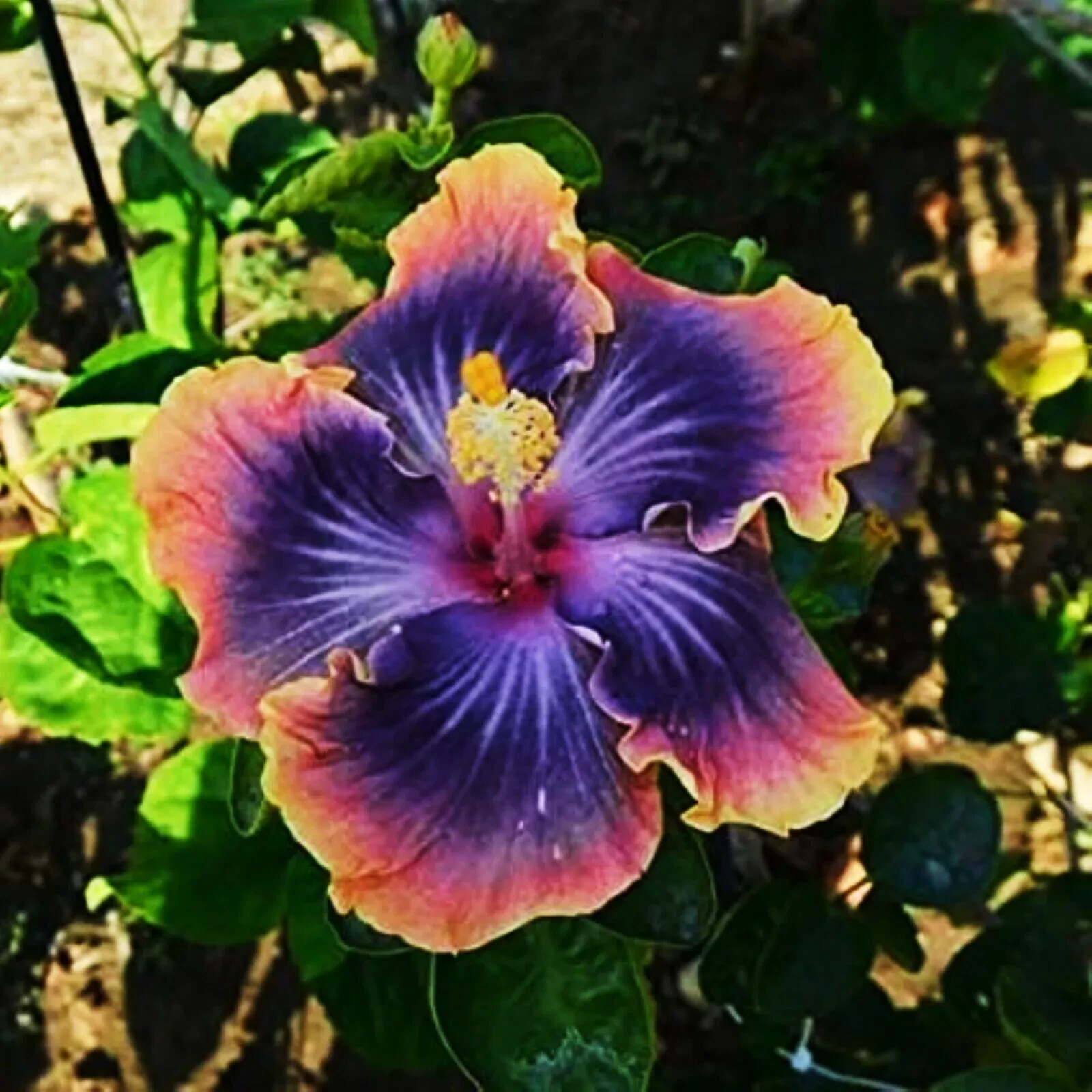 🌺🌺 MADAGASCAR hibiscus MOSCHEUTOS mallow Malvaceae STARTER Live PLANT US ship