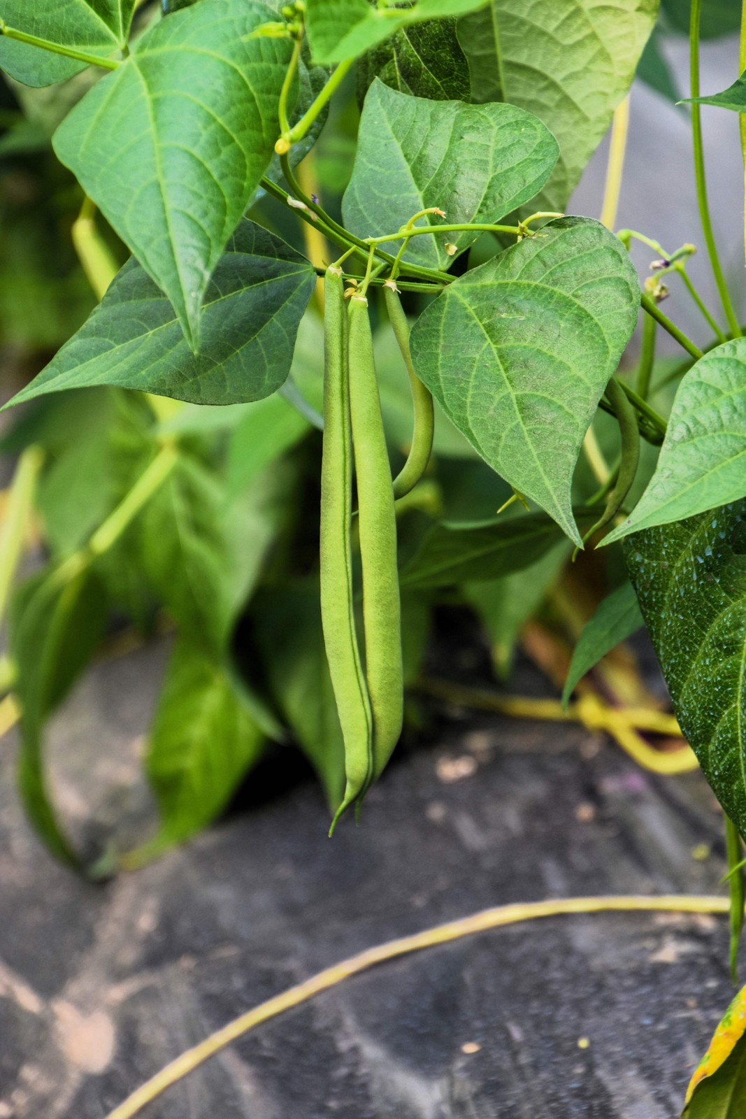 50 TENDERGREEN GREEN BEAN Phaseolus Vulgaris Vegetable Seeds