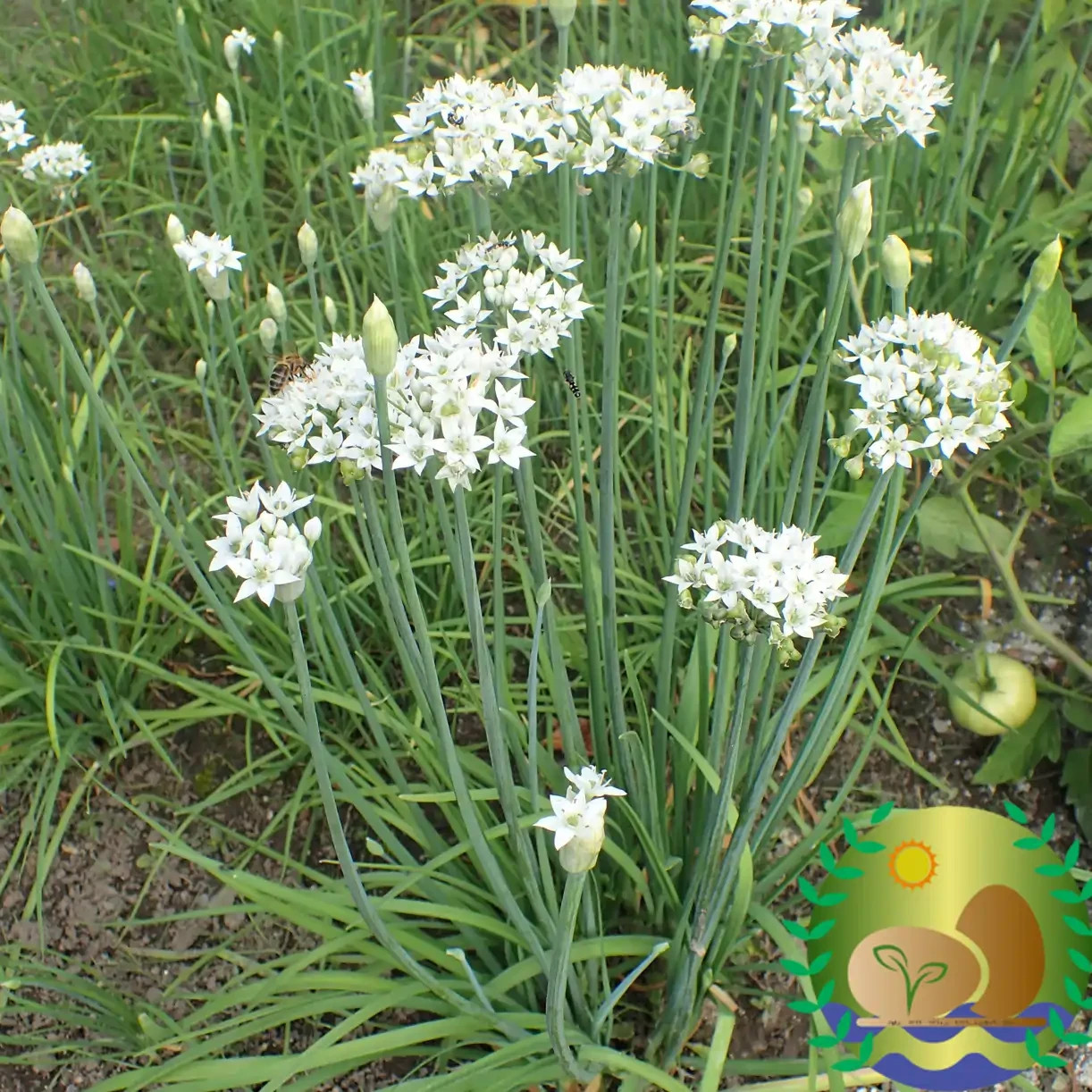 Garlic Chives Seed | NON-GMO | Heirloom | FREE SHIPPING