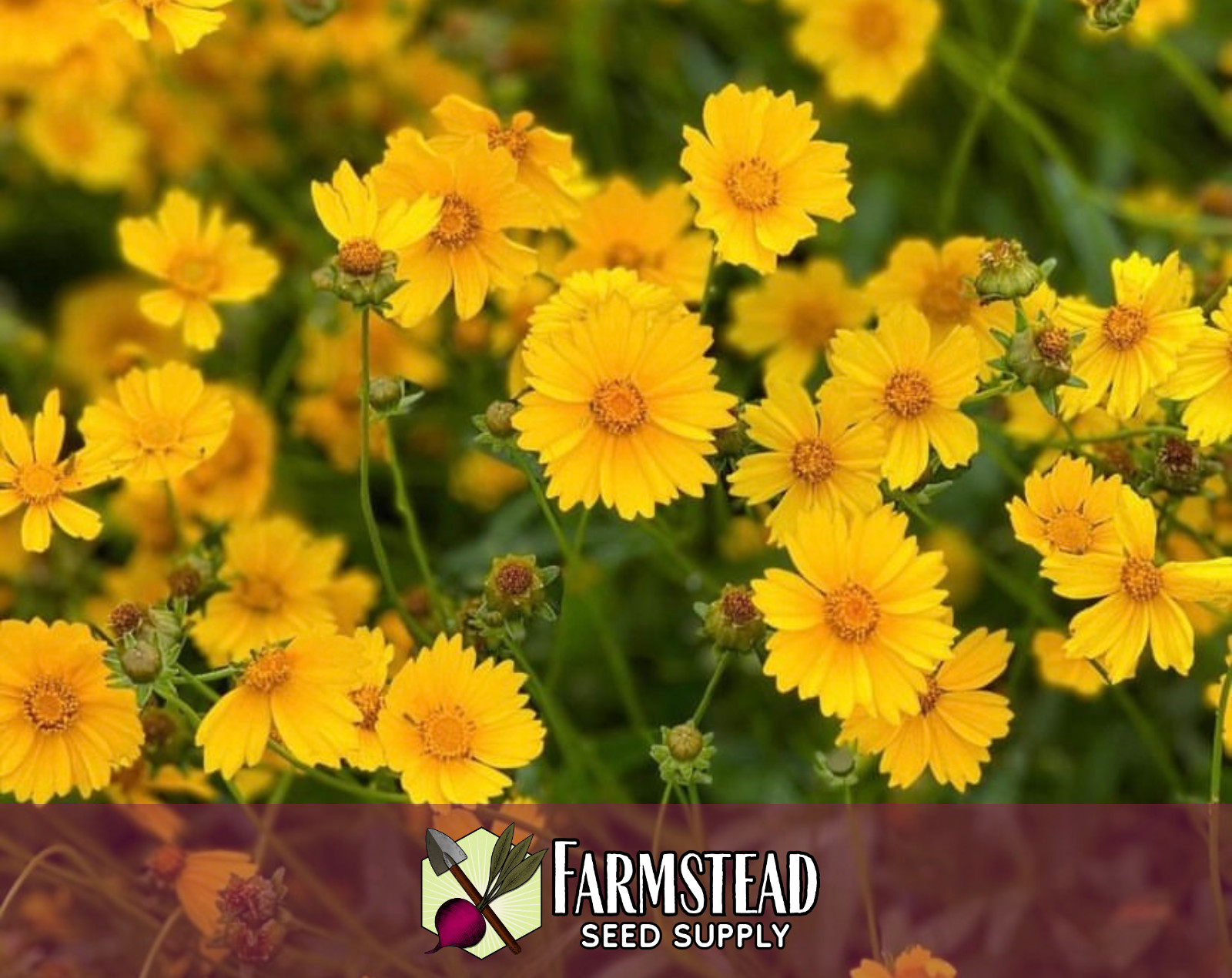 1,100+ Coreopsis [Lance-Leaf] Seeds | Native Perennial Wildflower, Tickseed