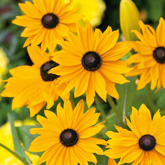 1000+ Black Eye Susan Seeds Rudbeckia