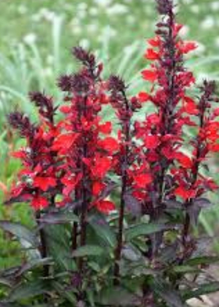 Lobelia Fan Burgundy