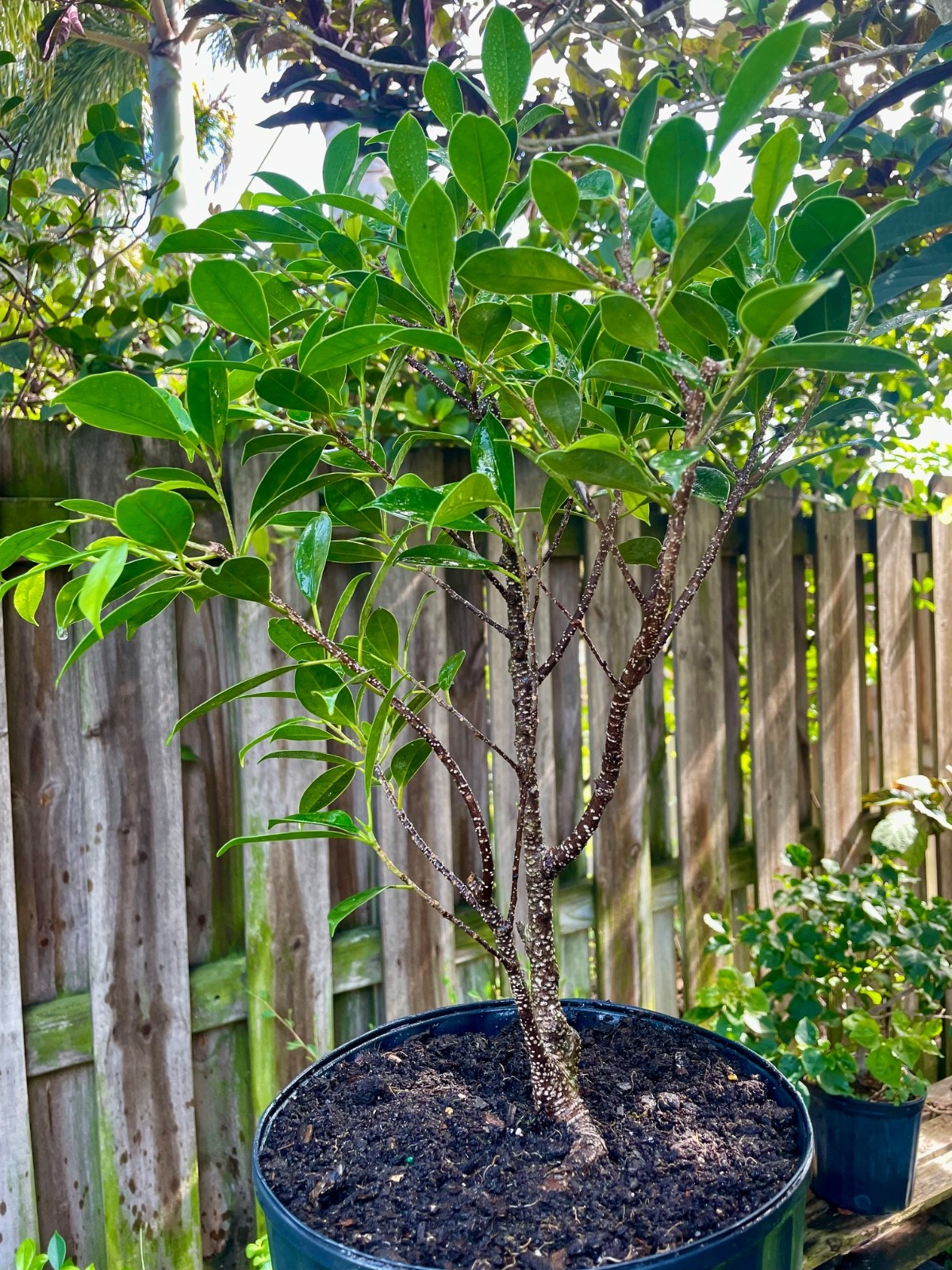 Tigerbark Ficus Bonsai Tree aerial roots 5 years Ariel /Fat trunk