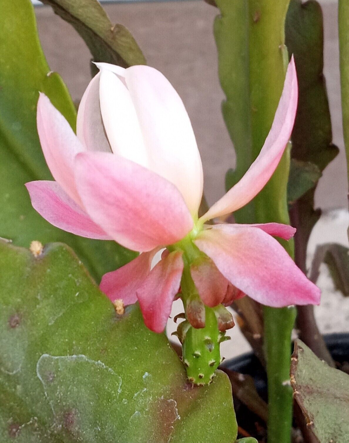 Rare Orchid Cactus German Empress Epiphyllum Fresh Cutting Live Plant 6″+