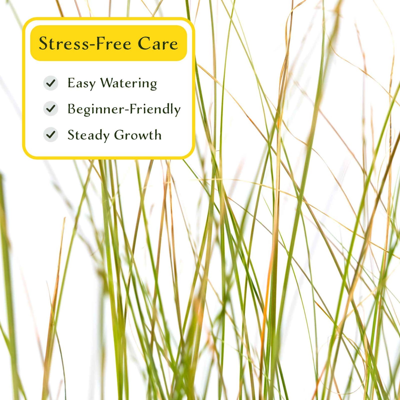 3 Orange New Zealand Sedge, Live Plants in 2.5″ Cubes (Carex testacea)