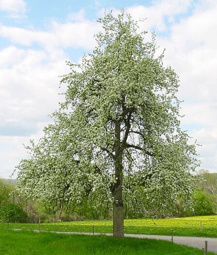 European Pear Tree | Premium Seeds | Pyrus communis ‘Fall’ | Plants’®