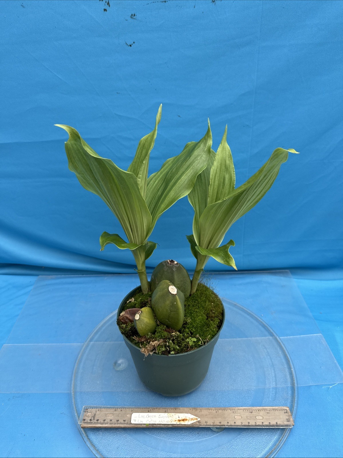 Lycaste Chita Sunset x Cita Melody Pink Red 2 New Growths Orchid Hybrid 7” Pot