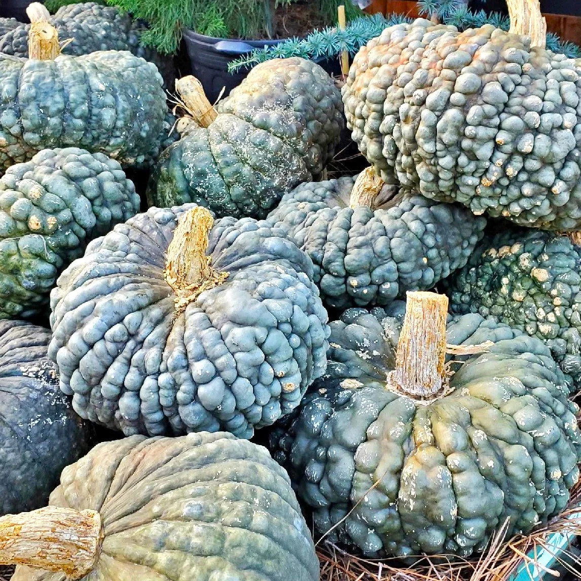 Marina Di Chioggia Squash Seeds – For 2025 Planting Italian Green Zucca Barucca