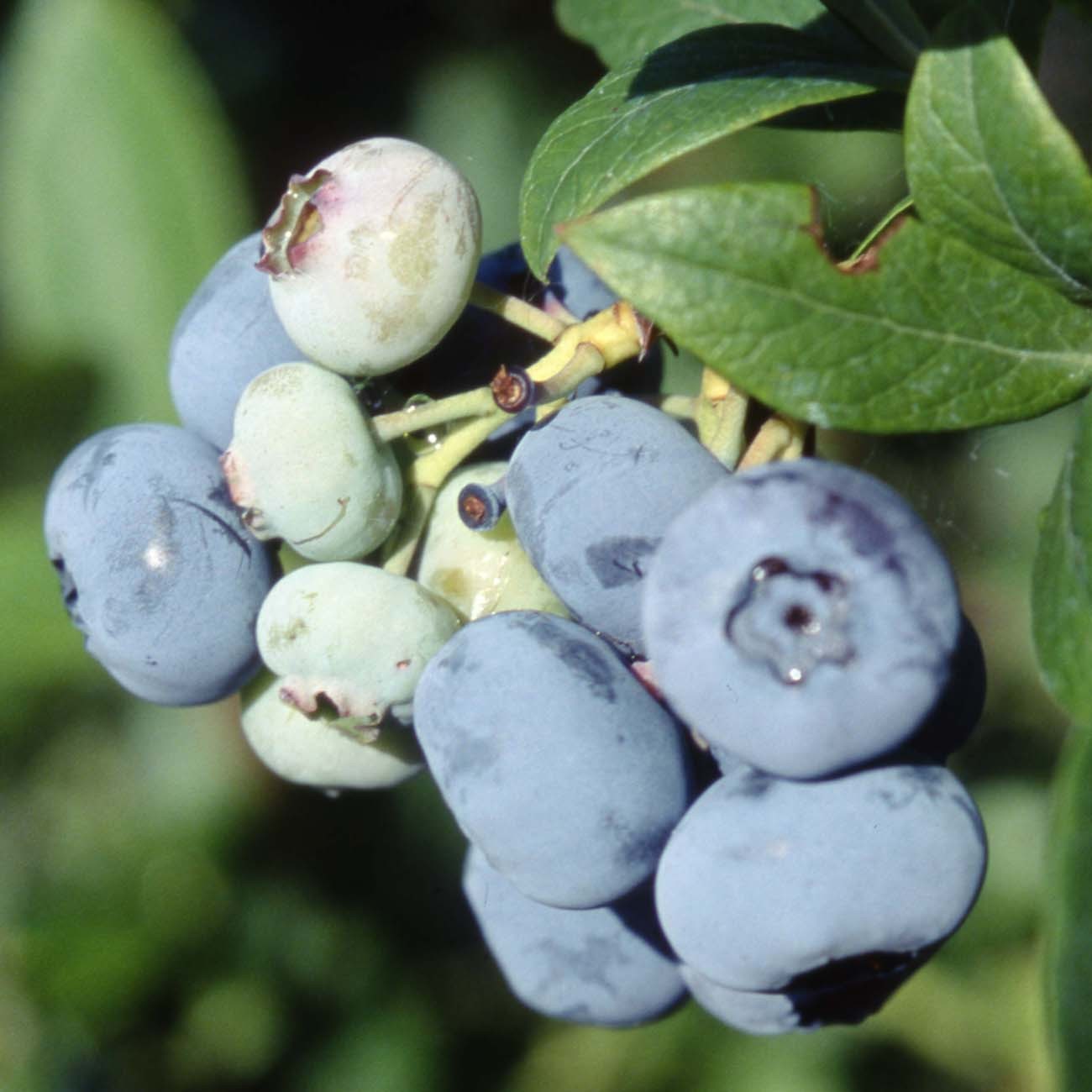 PATRIOT HIGHBUSH BLUEBERRY Vaccinium corymbosum ‘Patriot’ LIVE WELL ROOTED PLANT