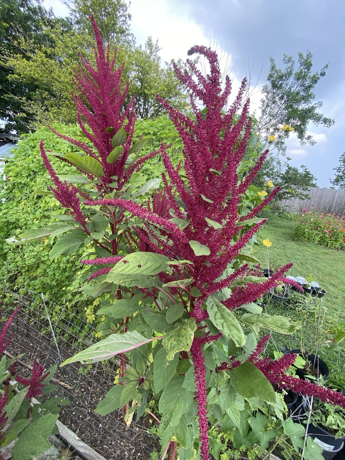 Amaranth – 100+ Fresh Seeds – Red Garnet GORGEOUS Blooms!! FREE Shipping