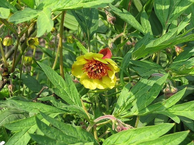 Paeonia lutea var. ludlowii | Ludlow’s Tree Peony | RARE | 5 Seeds