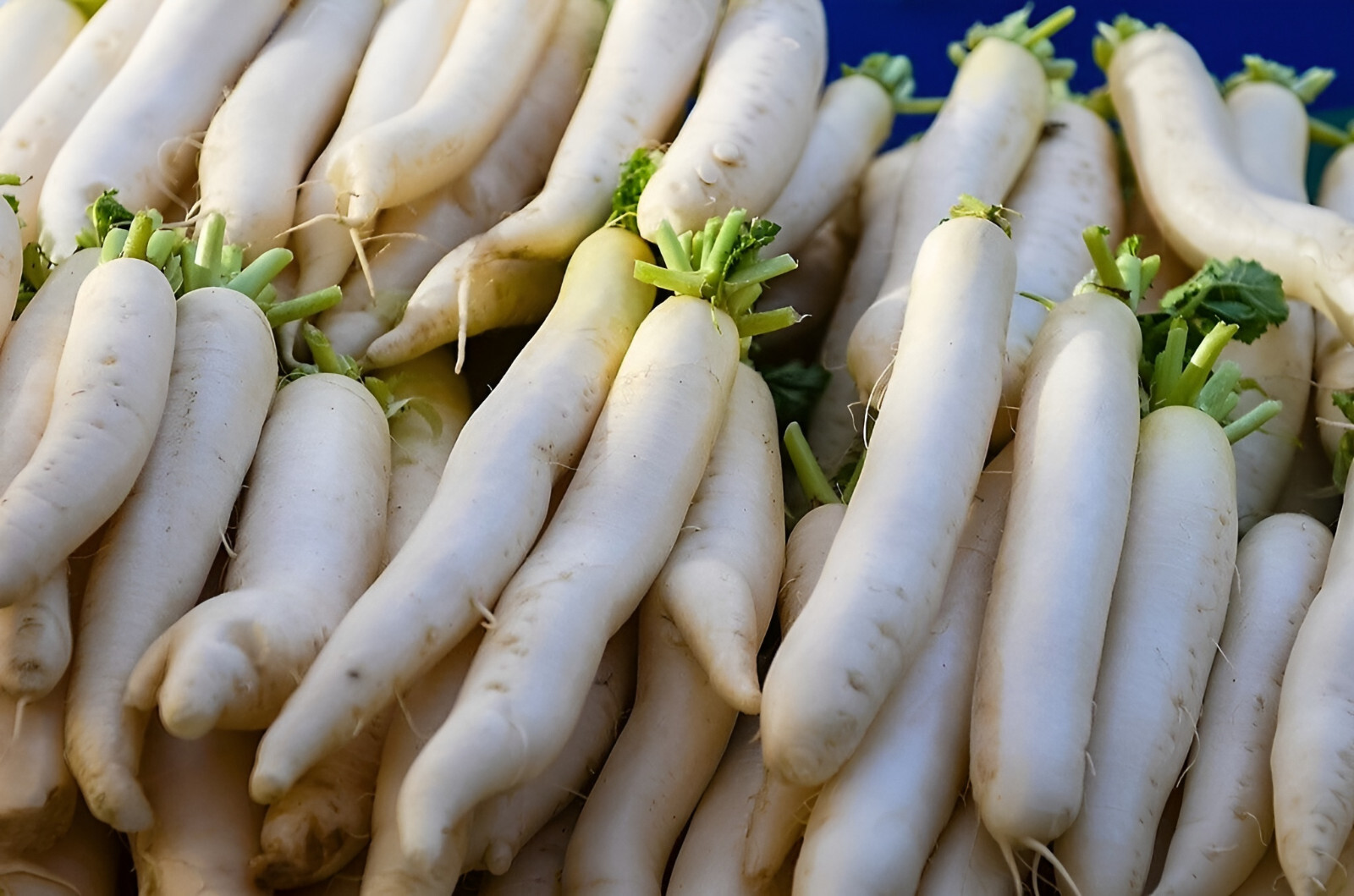 350 Heirloom Daikon Minowase Radish Seeds – Super Fast Growing! Organic NonGMO