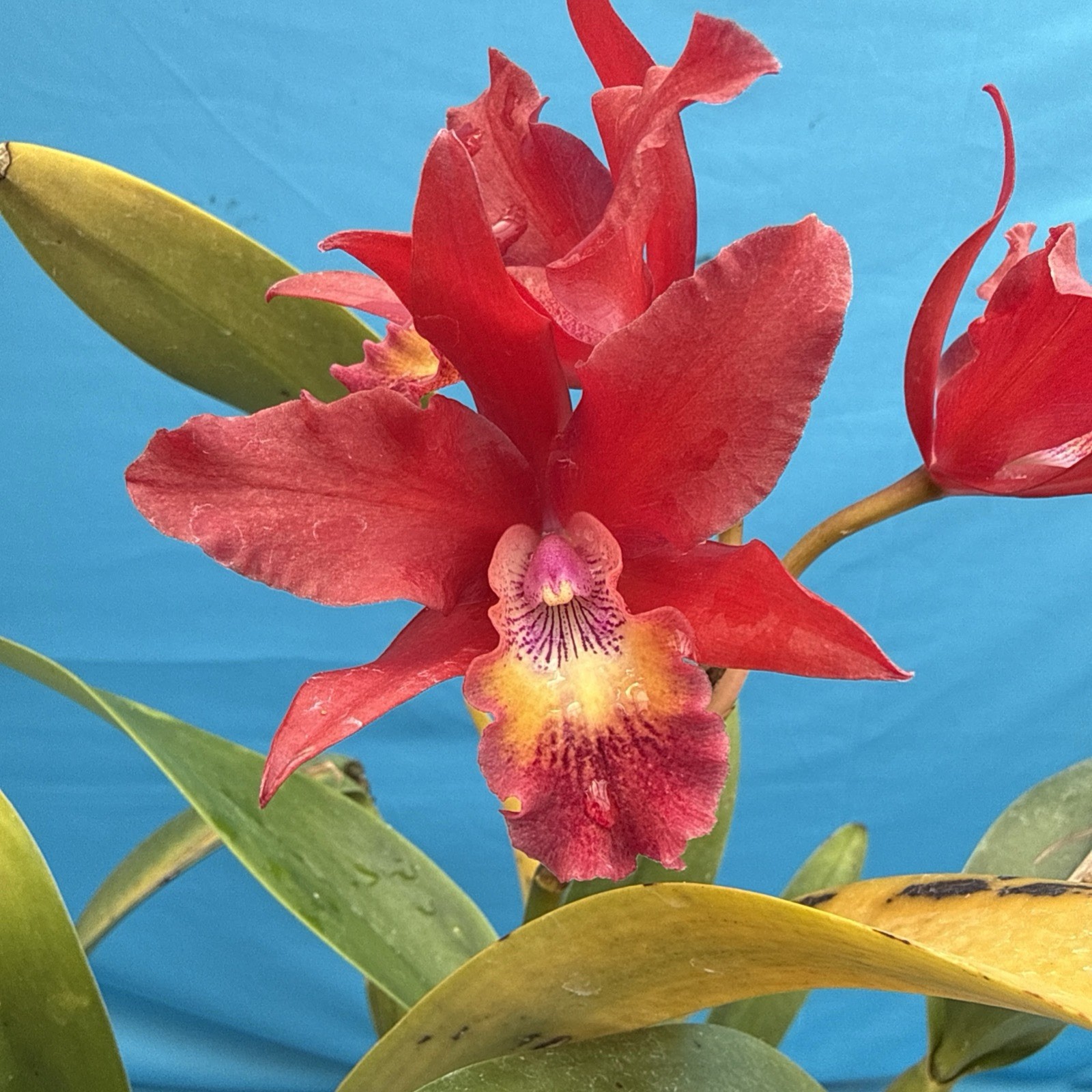Cattleya Lcn Pauka’a Earl Reid Fragrant Blooming Red Orange Purple Orchid 9” Pot