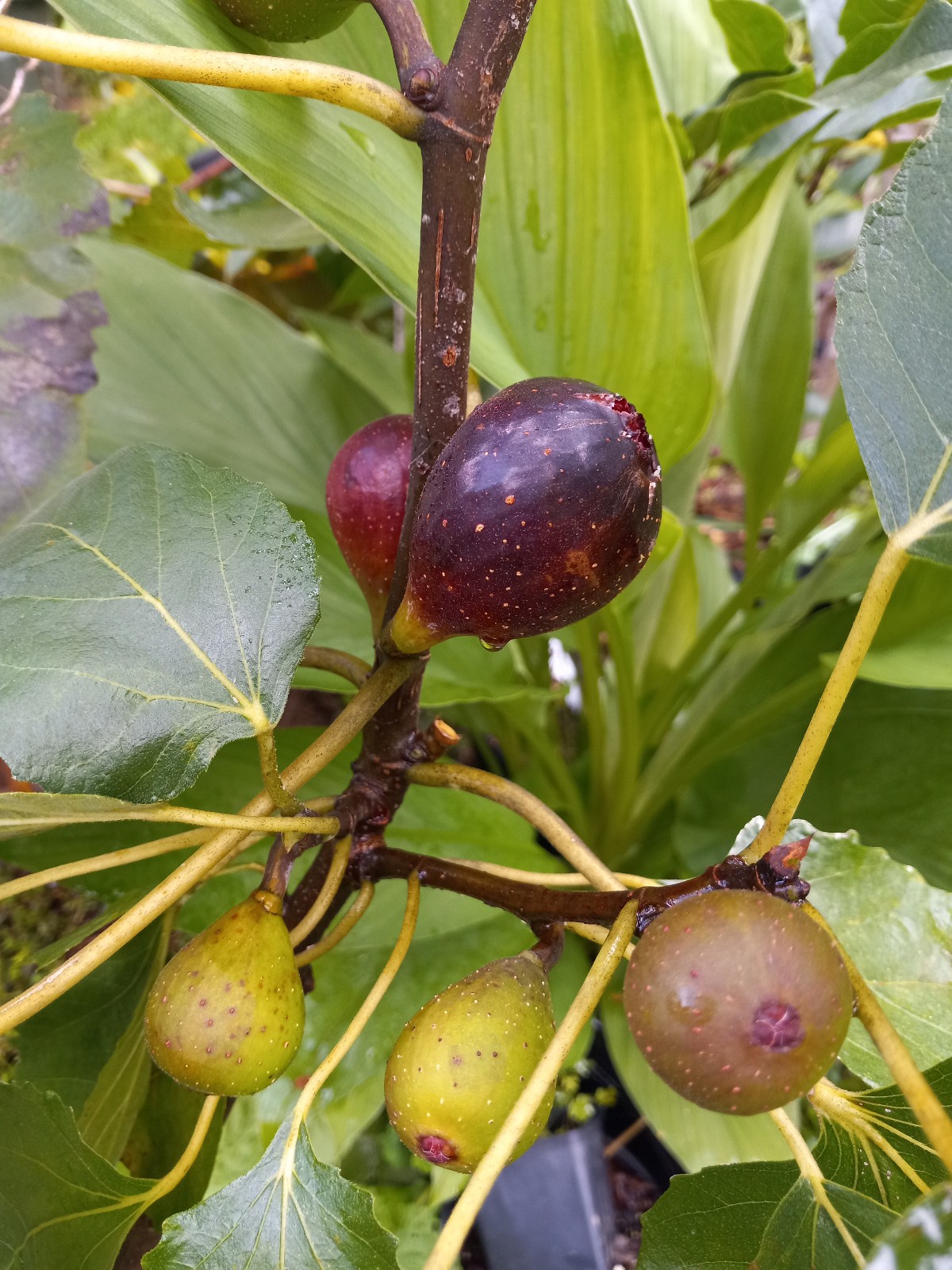Petite Negra Fig Tree Dwarf Very Productive Good roots in 4×4″ pot, 6-10″ Tall