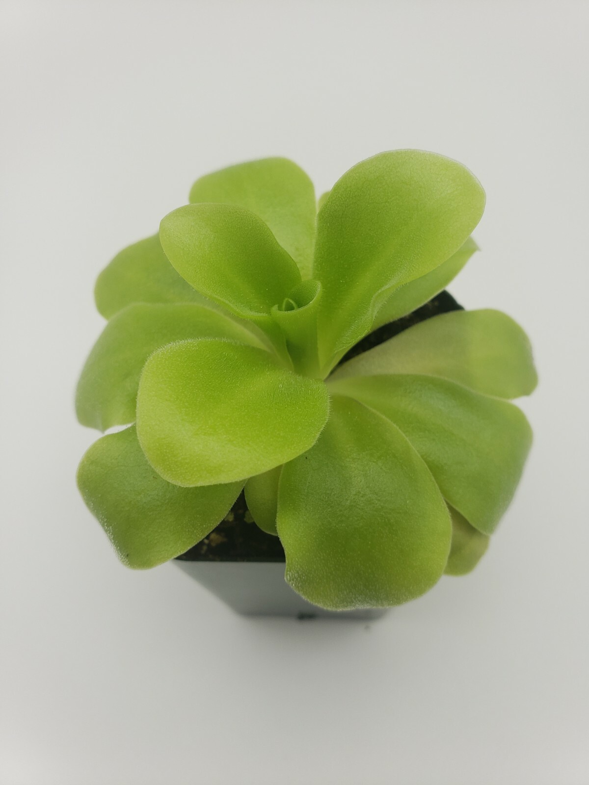 Pinguicula agnata ‘El Lobo’ x Huahuapan- Carnivorous Plant – Butterworts