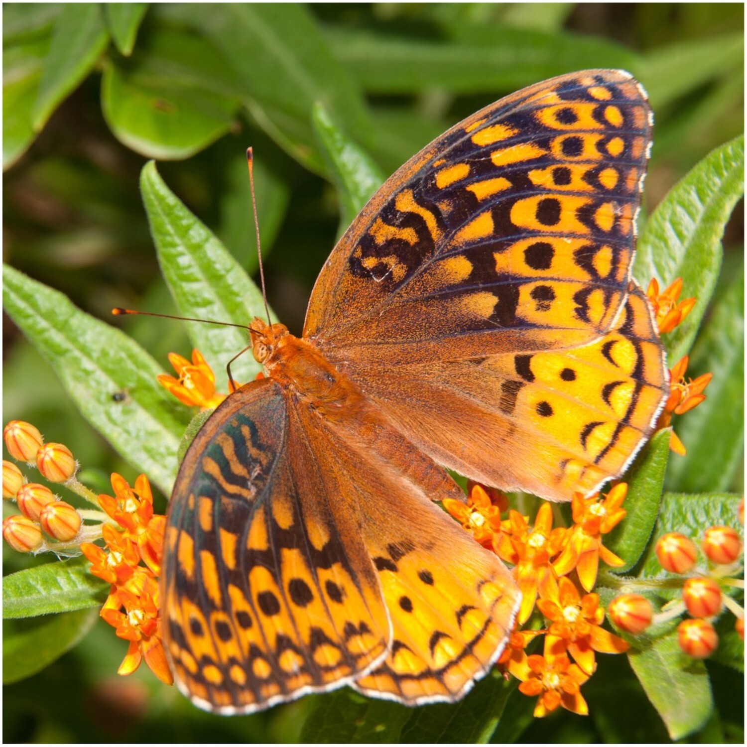 Seed Needs, Butterfly Milkweed Seeds for Planting (Asclepias tuberosa) Twin P…