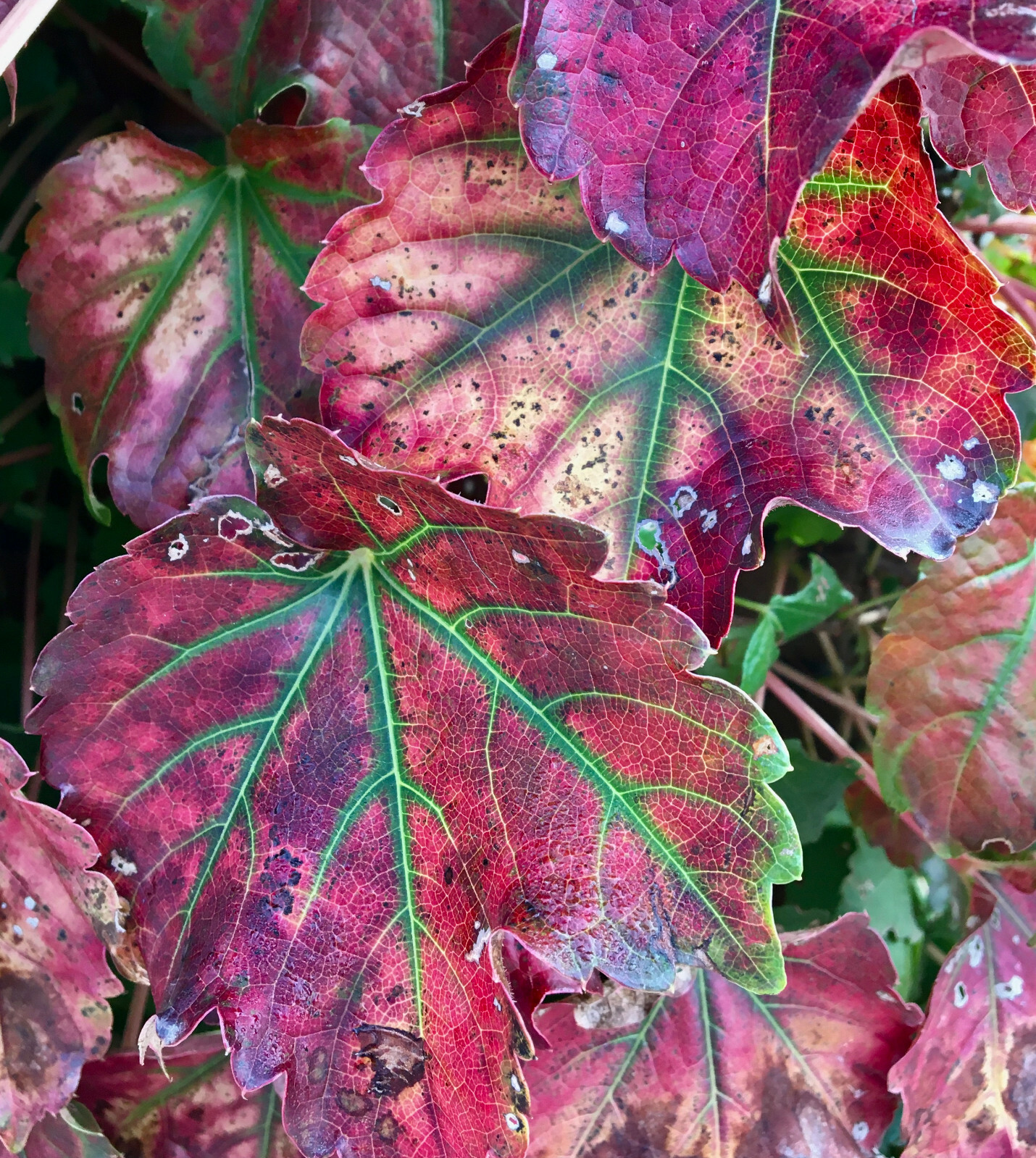 Classic Boston Ivy (Parthenocissus tricuspidata), 30 seeds – free shipping