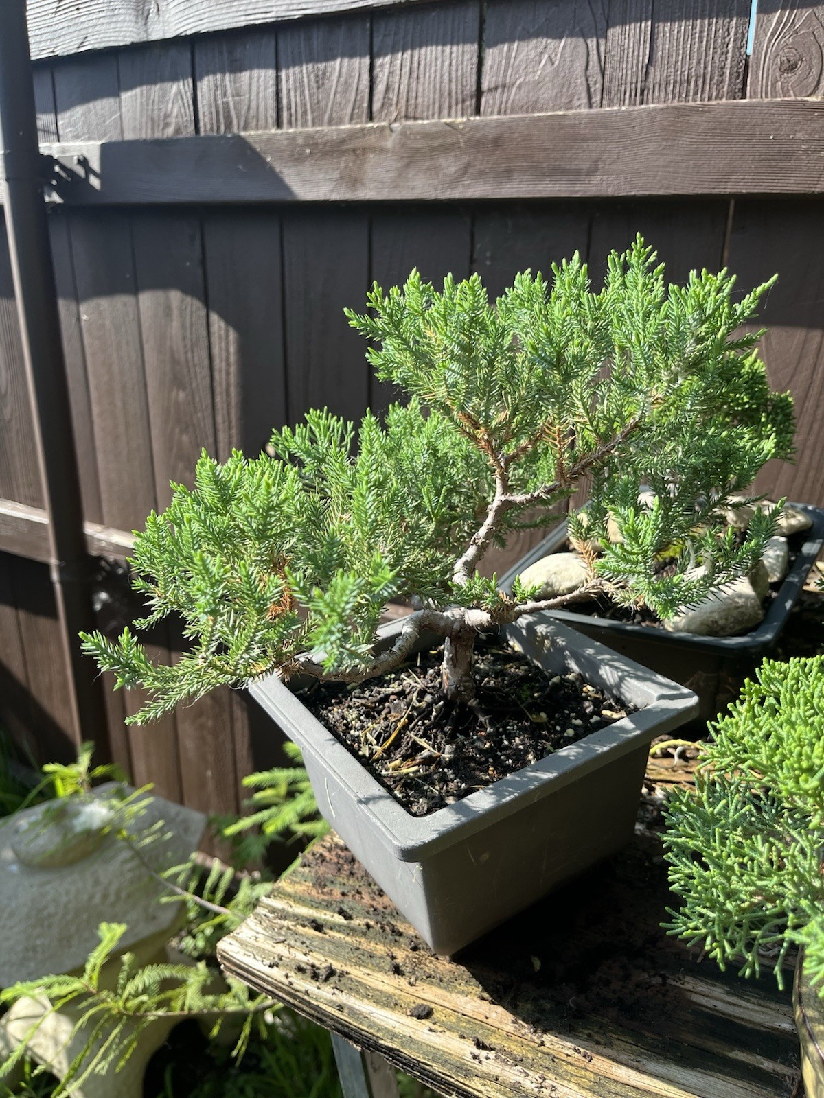 San Jose Juniper Bonsai Thick Twisted Trunk