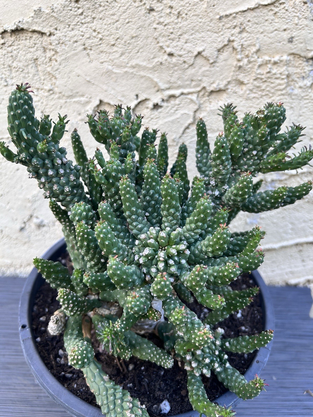 Unique Euphorbia Inermis Multi-Head Succulent Cactus Plant