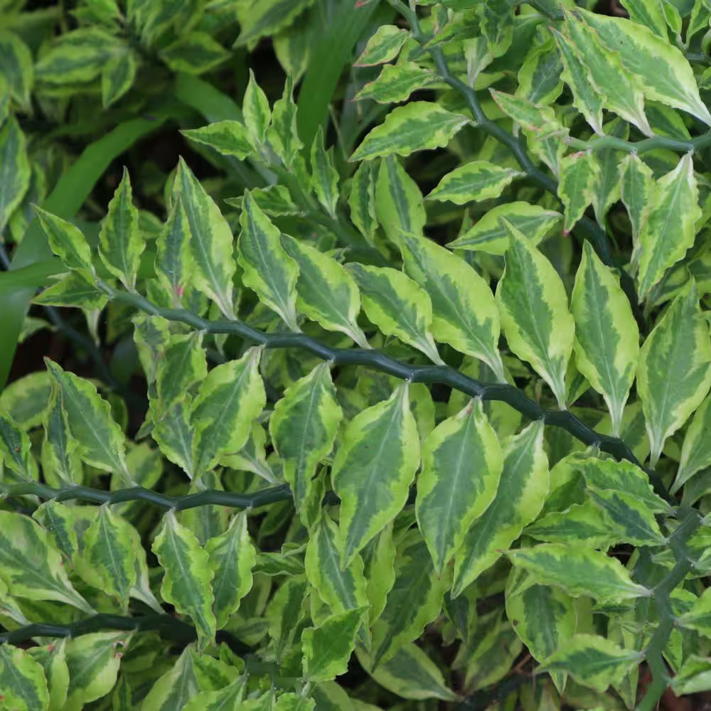 6 In. Pedilanthus Tith Variegated Plant in Grower Container