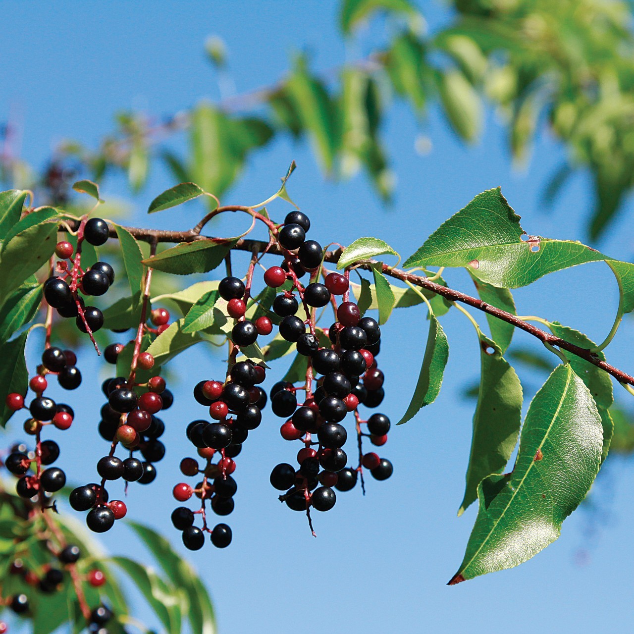 1 Rum cherry, rooted plant. Zones 3-9 Prunus serotina •