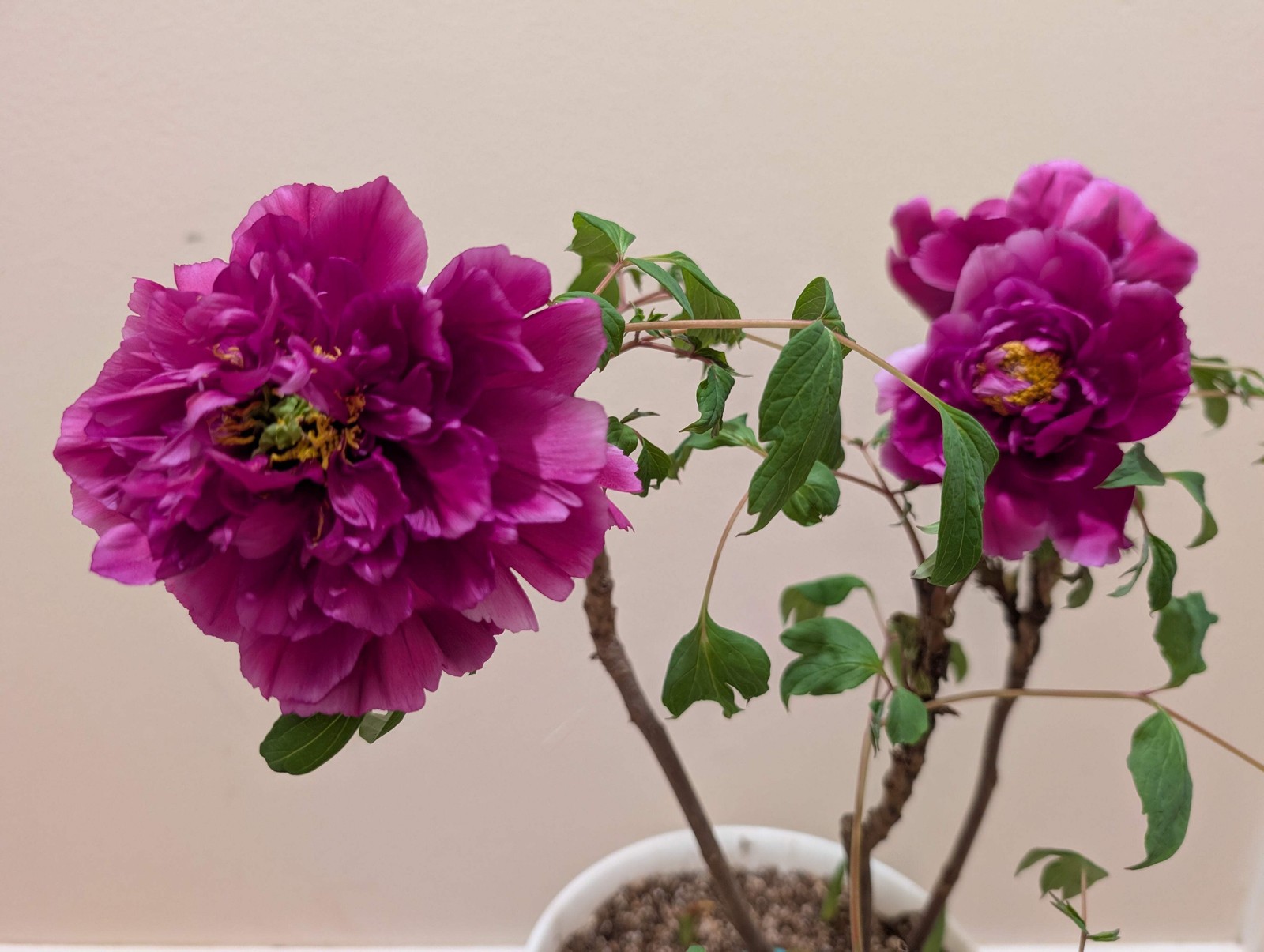 “Champion Crown” large flower tree peony