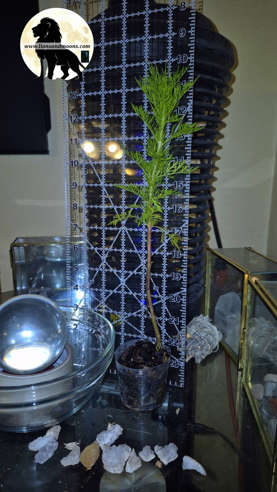 Fennel, Florence Starter Plant – Foeniculum Vulgare