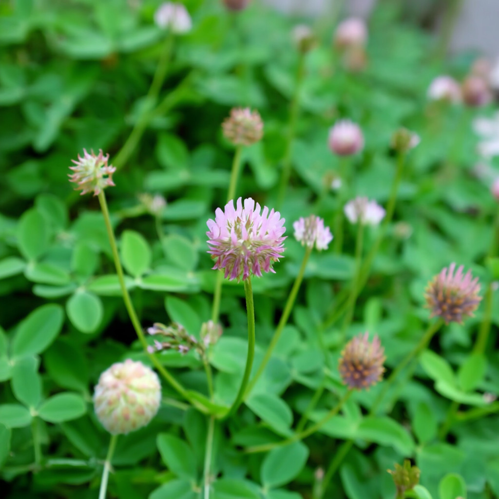Strawberry Palestine Clover 800 Seeds | Heirloom Trifolium for Soil & Forage