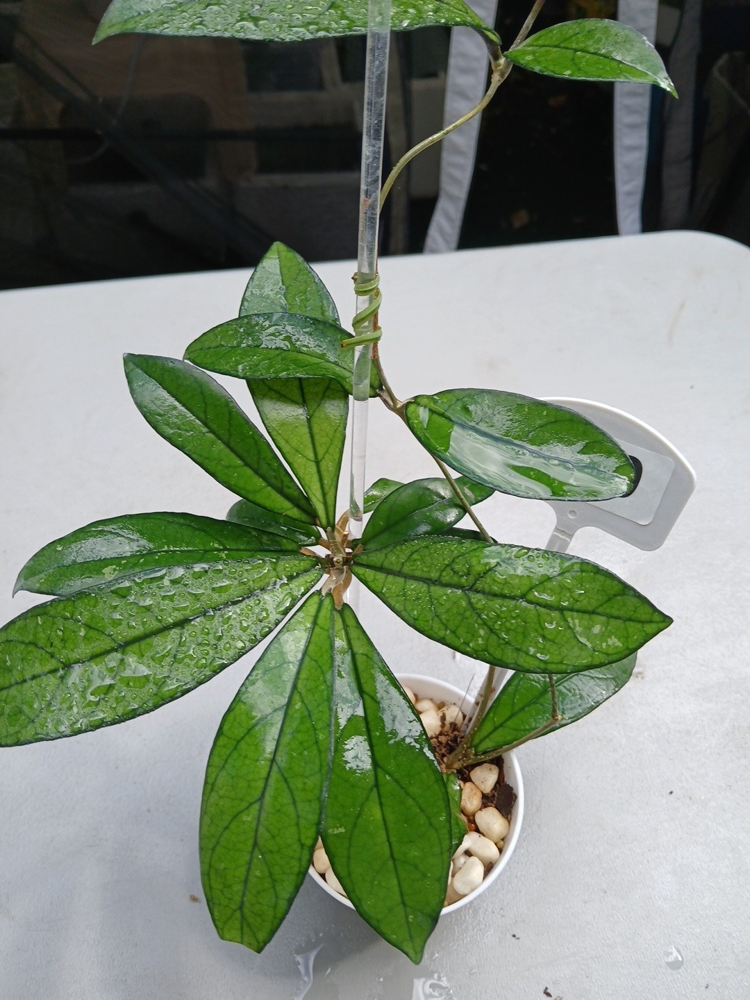 #360- Hoya CRASSIPETIOLATA Green LIVE PLANT,