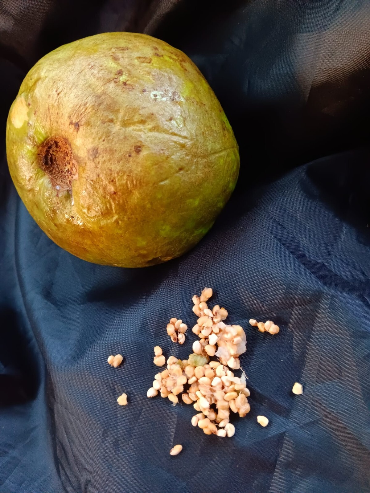 15 White Guava pearl guava SEEDS