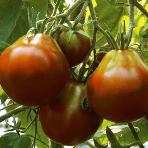 BLACK TRUFFLE TOMATO SEEDS 100+ indeterminate VEGETABLE garden PEAR SHAPED fruit