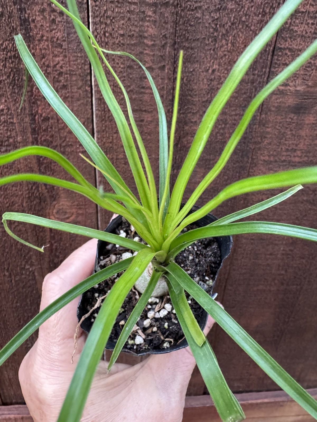 Beaucarnea recurvata Elephant Foot