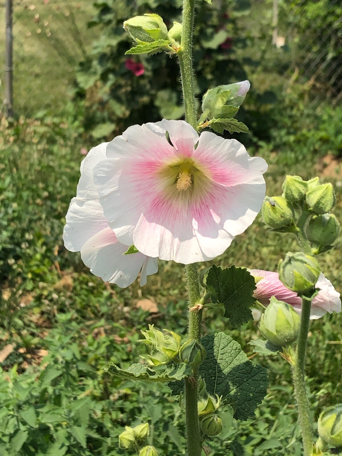 FRESH SEEDS Heirloom Old Fashion HOLLYHOCK Single Color Mix*Organic*Pollinators!