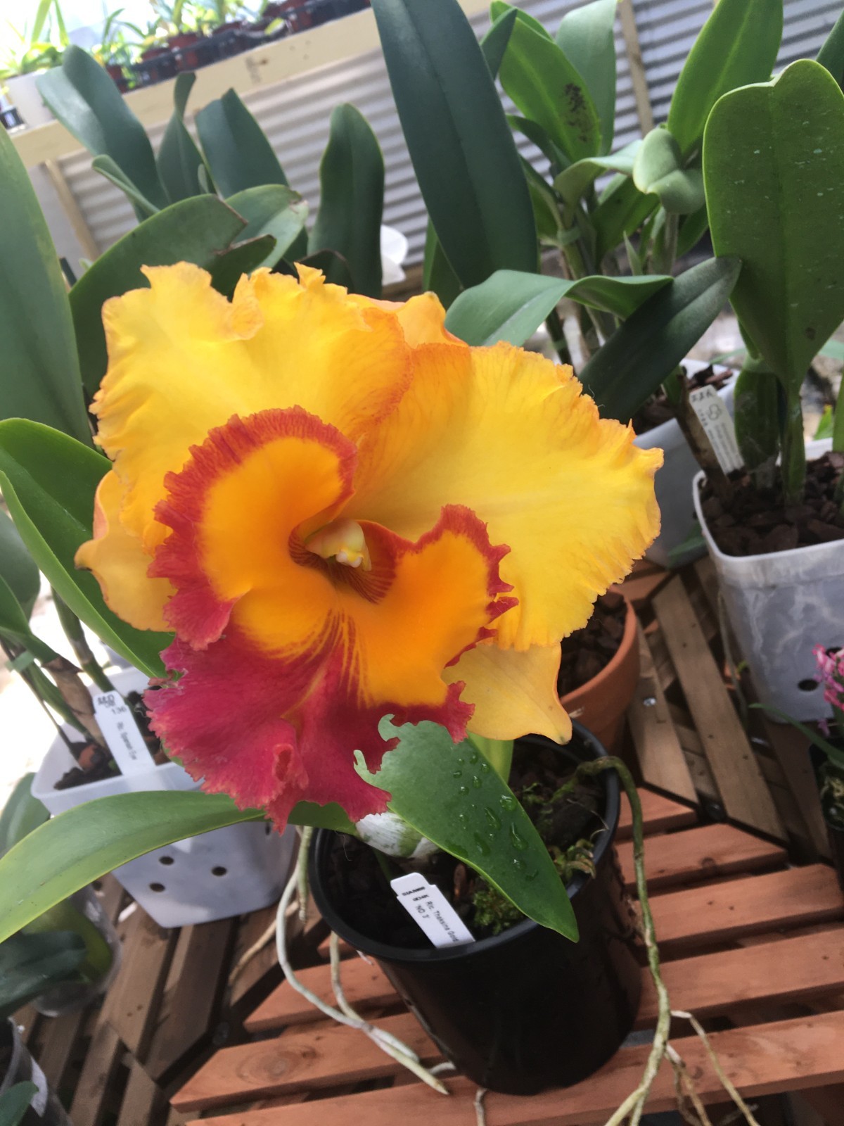(206)Rlc.Thaksina Gold MS
