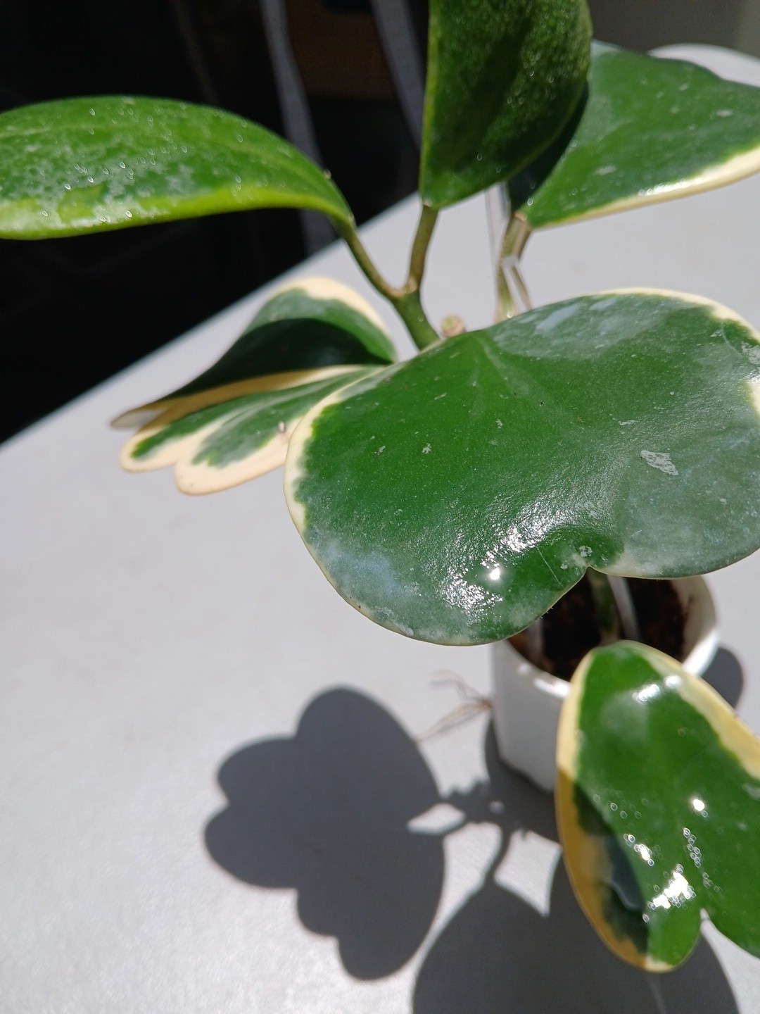 #913- HOYA KERRI VARIEGATED LIVE PLANT, LARGE LEAF, LARGE PLANT,