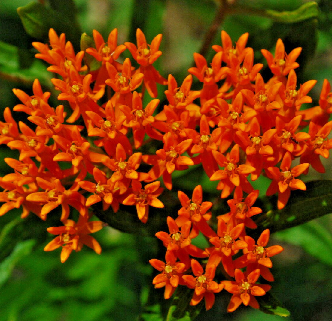 2000 ASCLEPIAS TUBEROSA Seeds (Butterfly Weed) Perennial Milkweed Flower Seeds