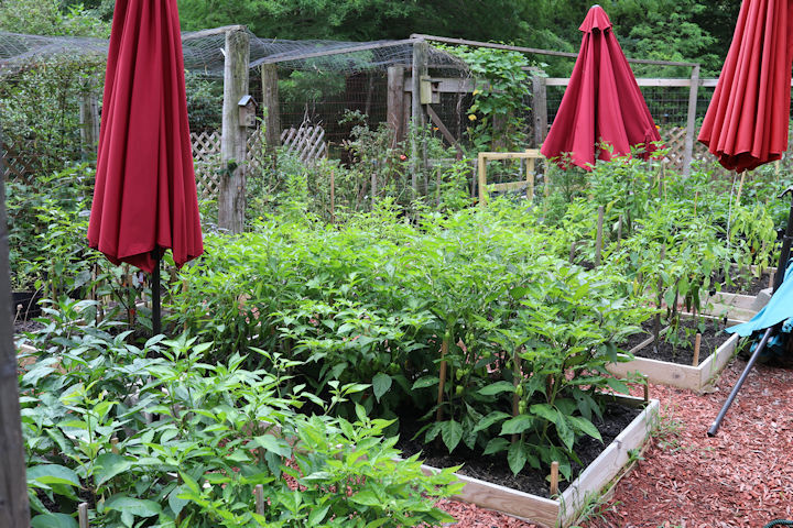 RED ROBIN Dwarf TOMATO Seeds Organically Grown Unique Creek Homestead Certified