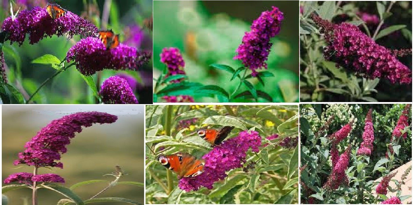 500 + Seeds Fushia RED Butterfly Budhelia Bush Perennial USA Seller
