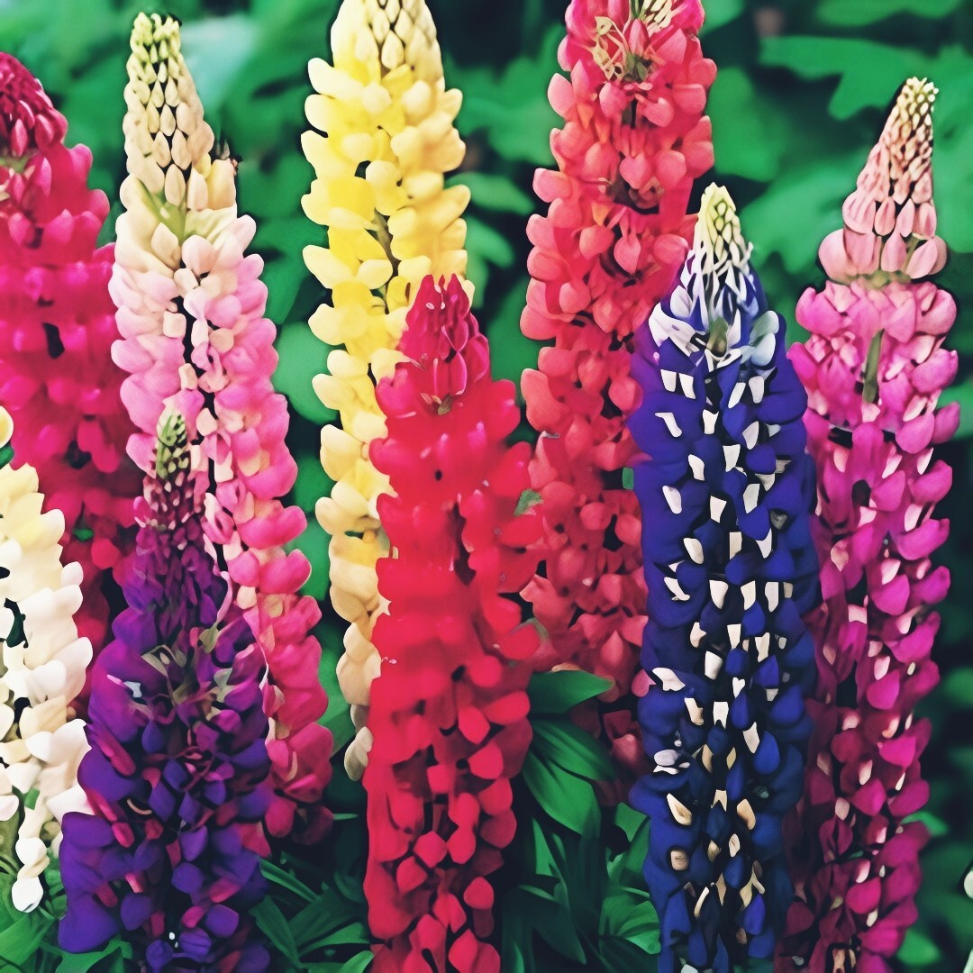 Russell Lupine Seeds, Mixed Colors, Lupinus polyphyllus, 100 seeds.