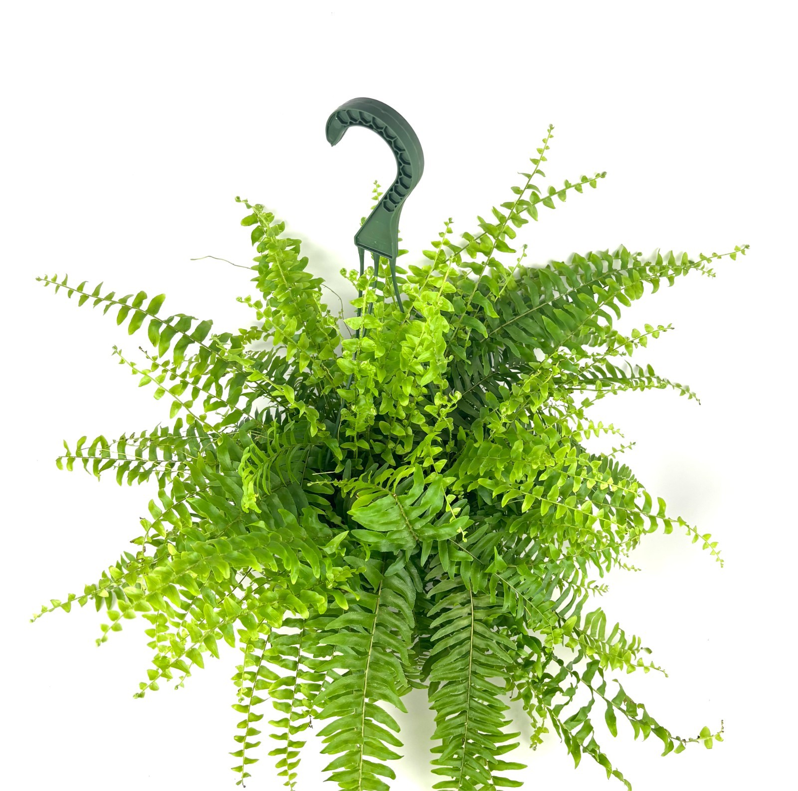 Boston Fern Nephrolepis Exaltata, 6″ Hanging Pot