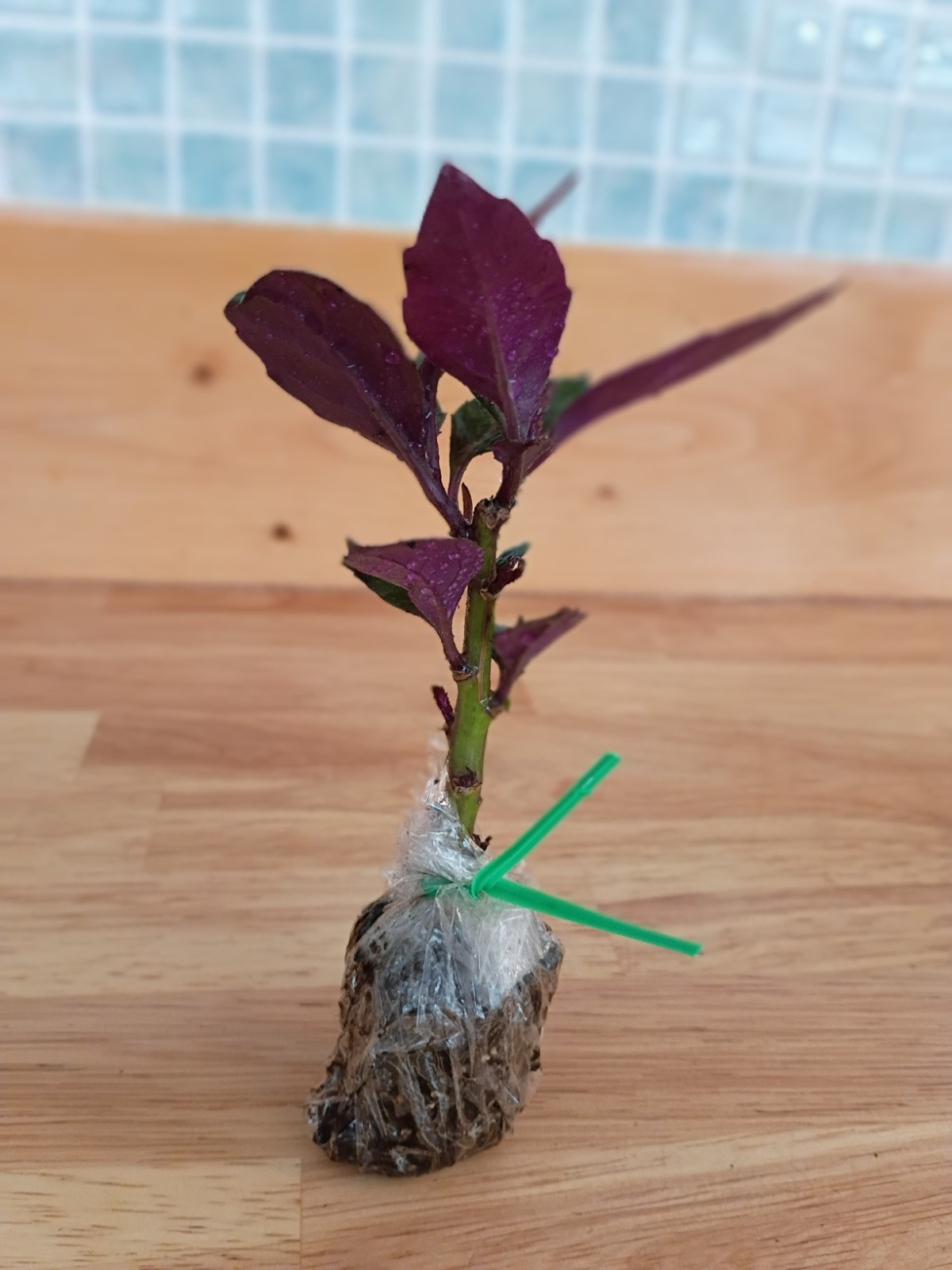 Okinawa Spinach Starter Plant – Edible Leafy Green, Heat-Tolerant, Easy to Grow