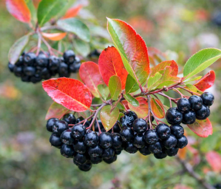 Black Chokeberry Live Plant – 9-12″ Tall – Ornamental and Fruit Shrub for Landsc