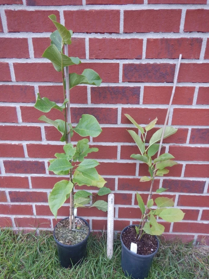 Genie~Magnolia Hybrid Tree~Deep Plum purple Fragrant Blooms! Large 1 Gallon Pot