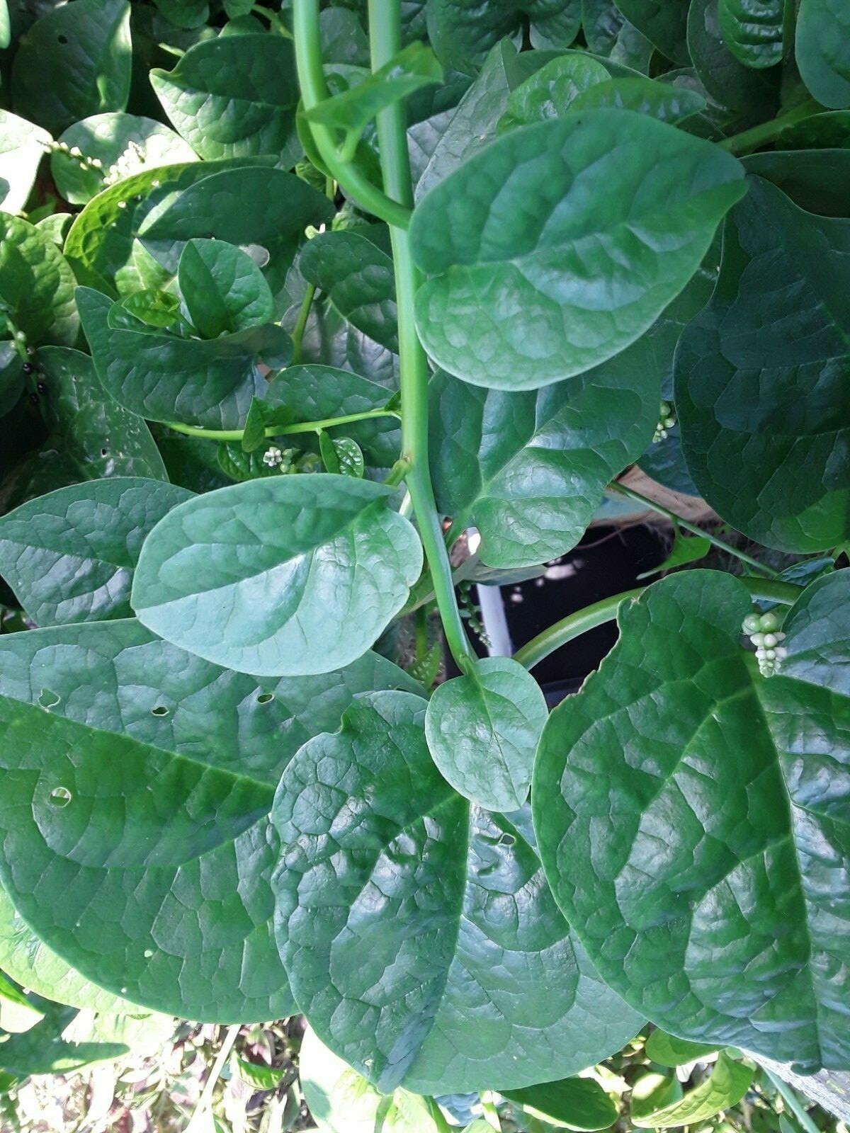 600+ Organic Green Stem Malabar Spinach Alugbati Mong Toi Poi Sang Ceylon seeds