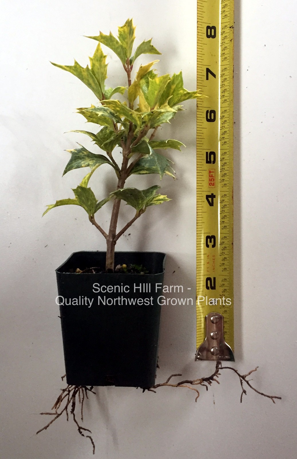 Osmanthus heterophyllus ‘Goshiki’- Tea Olive/ Variegated Holly Leaf Osmanthus