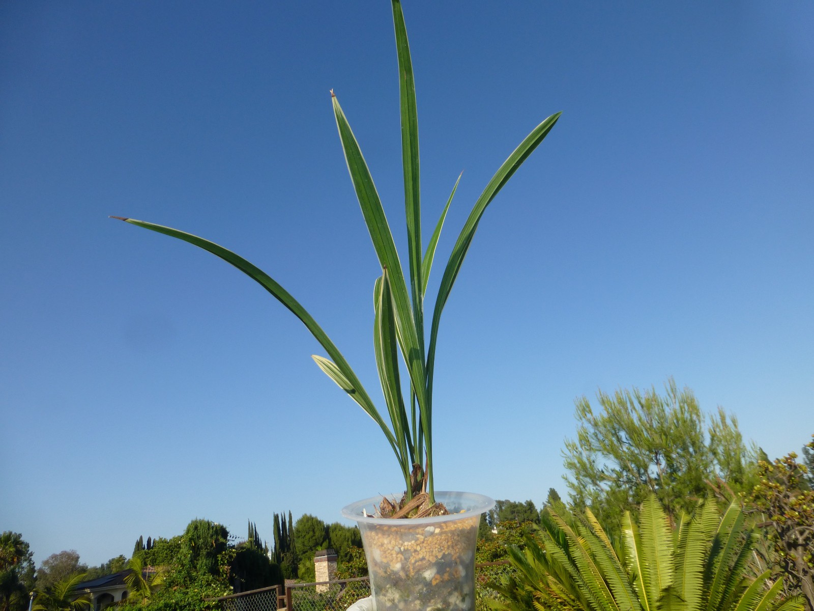Cymbidium ensifolium “Golden Rainbow” 建兰 ‘黄金彩虹’ Highly Fragrant In Pot