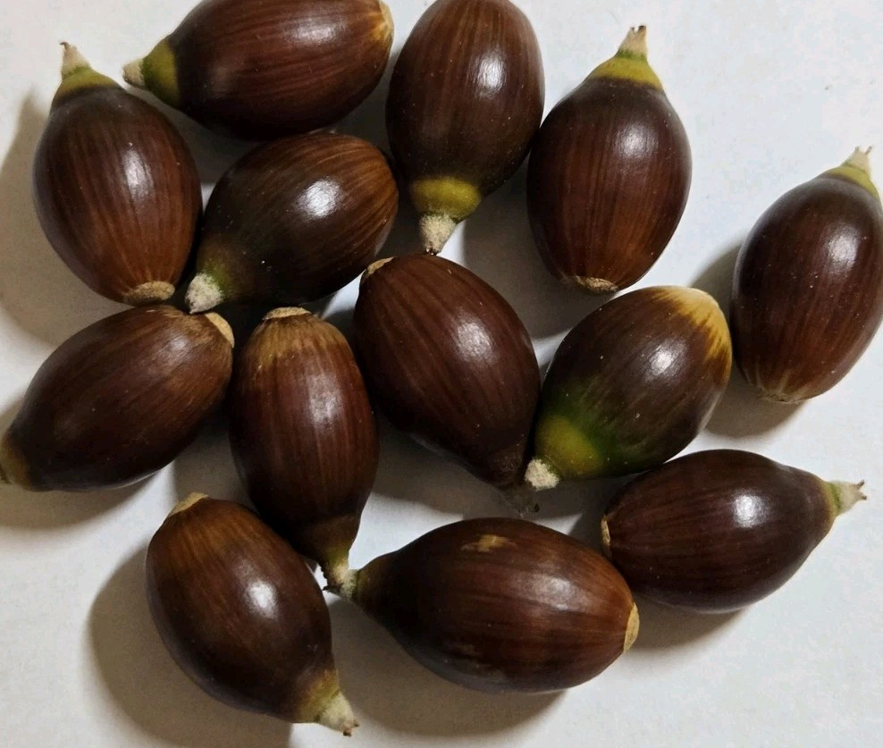 20 Fresh Acorns, Canyon Live Oak Tree (2025 Acorns)