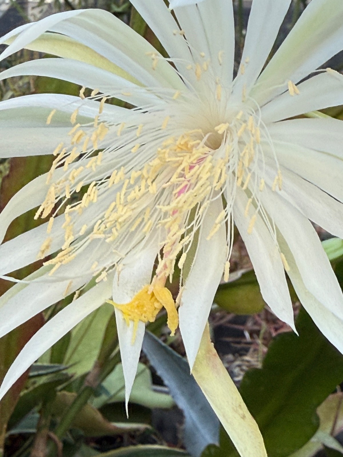 Epiphyllum “Hooker”, jungle cactus